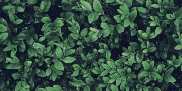 Wood pellet manufacturer and global supplier Enviva Biomass has announced plans to open a new wood pellet and biomass plant in Bond, which will be the company's fourth facility in Mississippi.