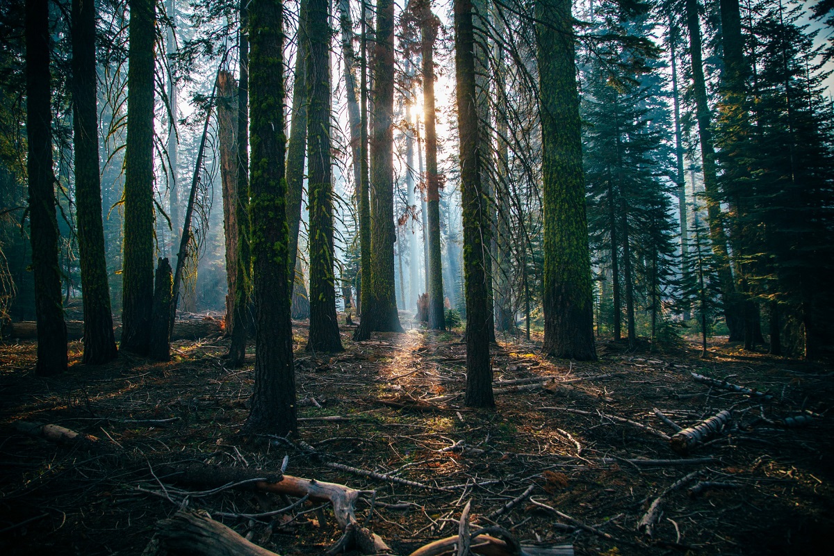 Ontario completed its Forest Biomass Action Plan, supporting economic prospects for exploiting forest biomass in innovative and diverse ways.