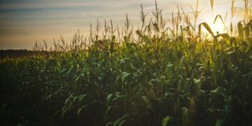 Scientists Accelerate Research on the Creation of Productive Organic Corn
