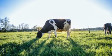 The same quantity of biomethane production in Estonia from animal manure and other organic wastes, such as grass silage and food waste, according to estimates.
