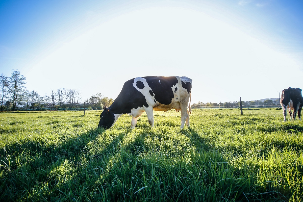 The same quantity of biomethane production in Estonia from animal manure and other organic wastes, such as grass silage and food waste, according to estimates.