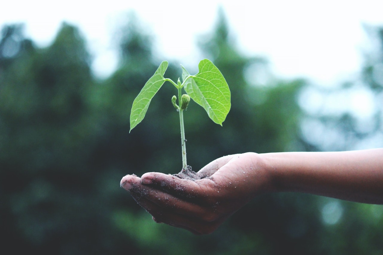 In Australia and many other countries, green energy production is causing problems such as the destruction of wilderness areas and toxic runoff into essential water sources.