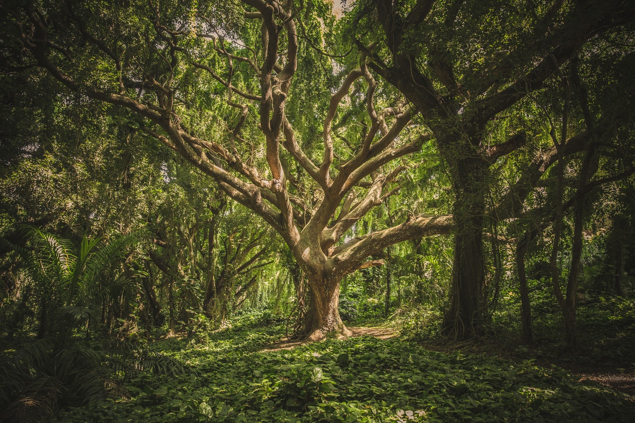 Scientists in the US have created an artificial enzyme that can digest the most complex and most resistant part of wood polymer - lignin, which can be used as a renewable energy source.