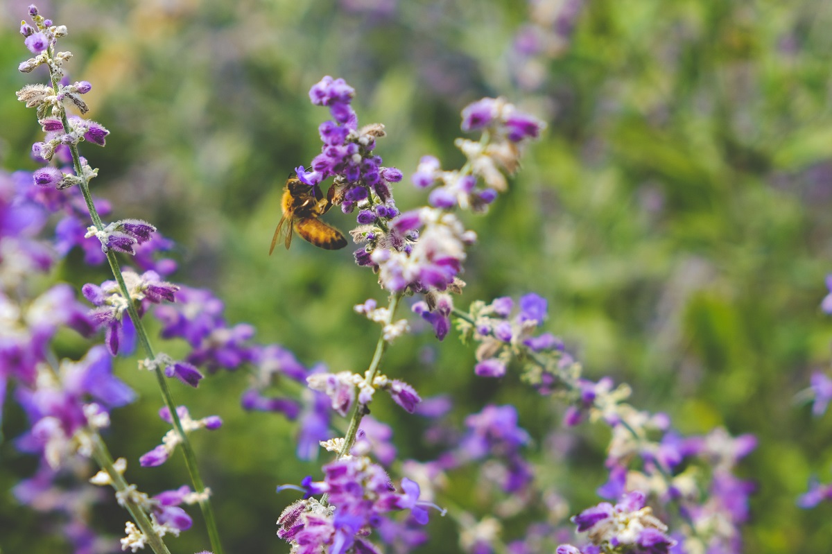 climate change and global warming pose threats to biodiversity