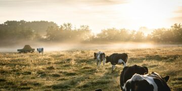 Canada's Anaergia has teamed up with Japan's Toyo's renewable energy (RES) division to build one of Japan's largest cow dung-to-energy plants.