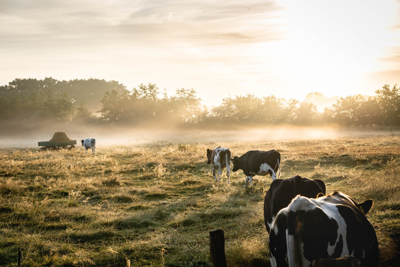 Canada's Anaergia has teamed up with Japan's Toyo's renewable energy (RES) division to build one of Japan's largest cow dung-to-energy plants.