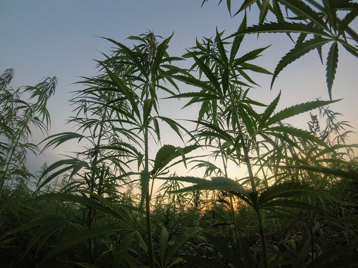 hemp biomass