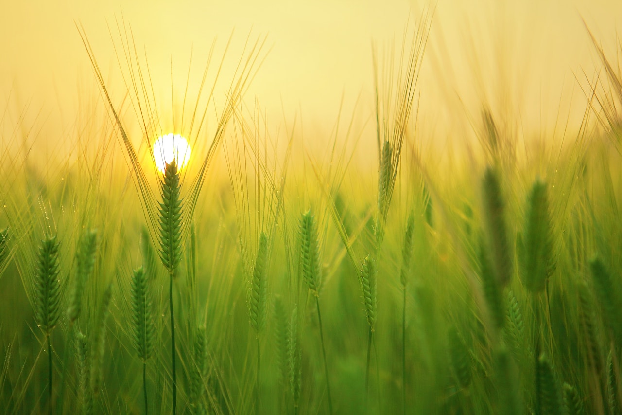 The UK government must take action to increase the production of renewable energy on farms to improve the UK's energy security and reduce greenhouse gas emissions,