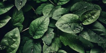 British scientists from the University of Cambridge have developed flexible floating devices (leaves) that could help synthesize gas from water, CO2 and sunlight.