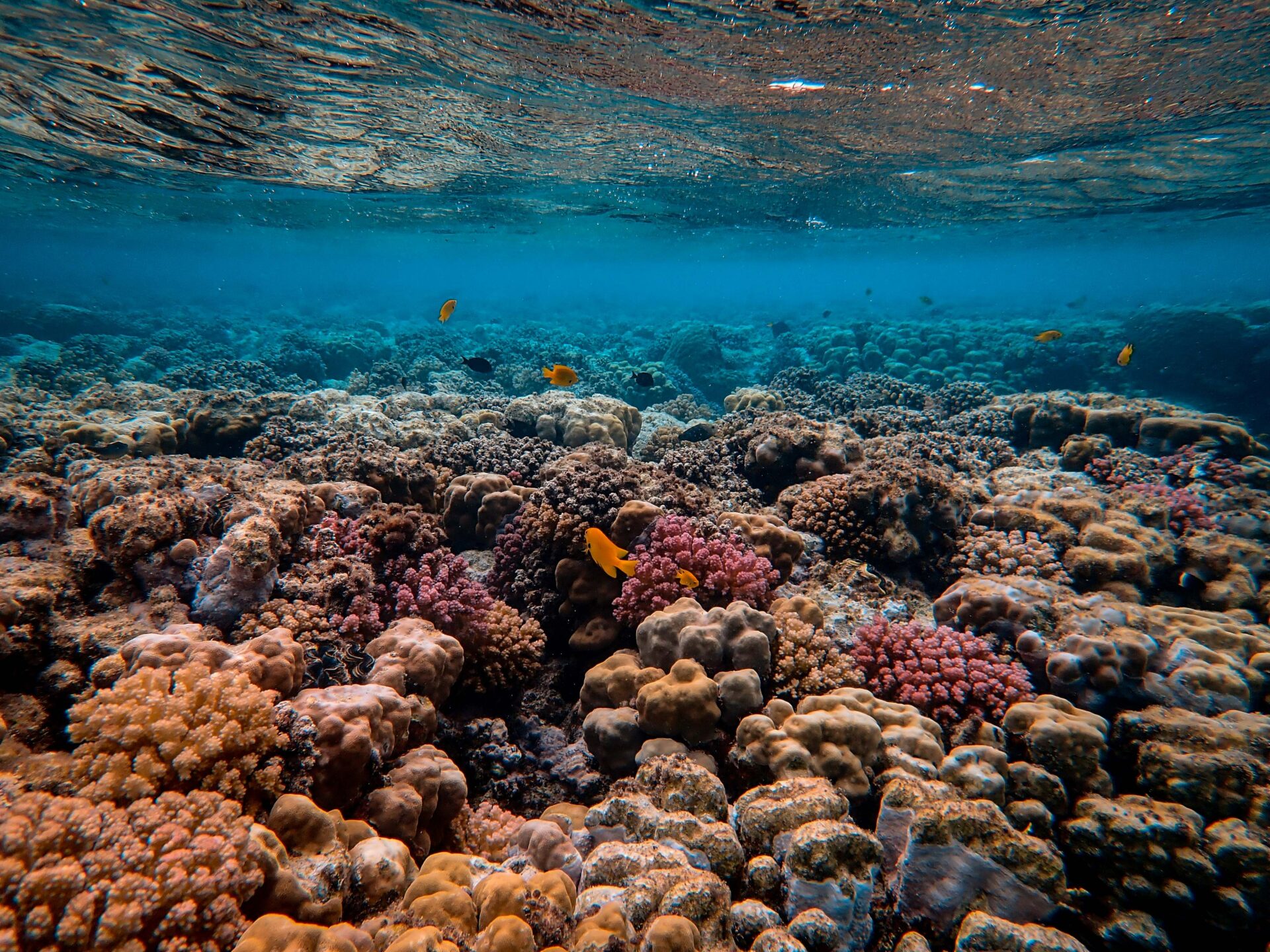 Coral reefs on Galapagos need replanting