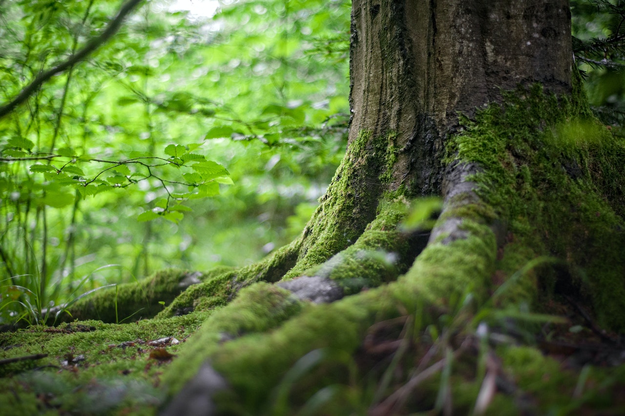 European governments are burning wood and destroying forests in the name of clean energy, The New York Times reported.