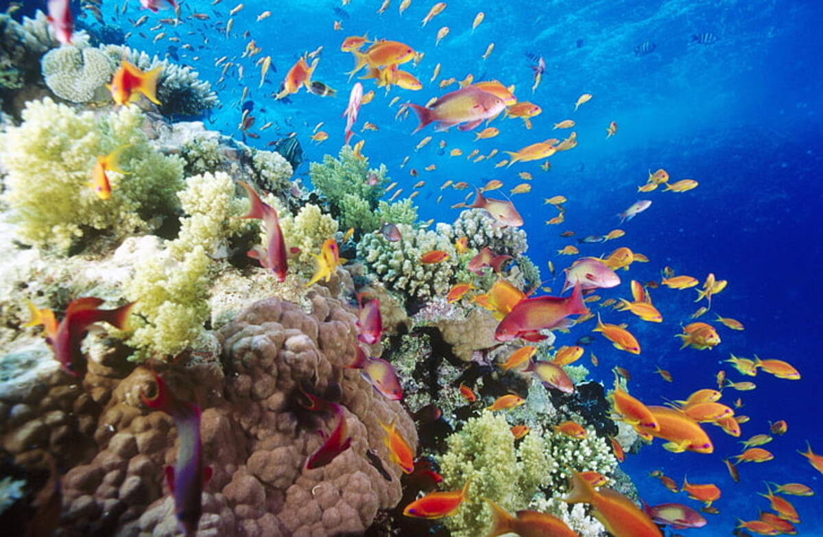 Red Sea coral reefs are endangered too