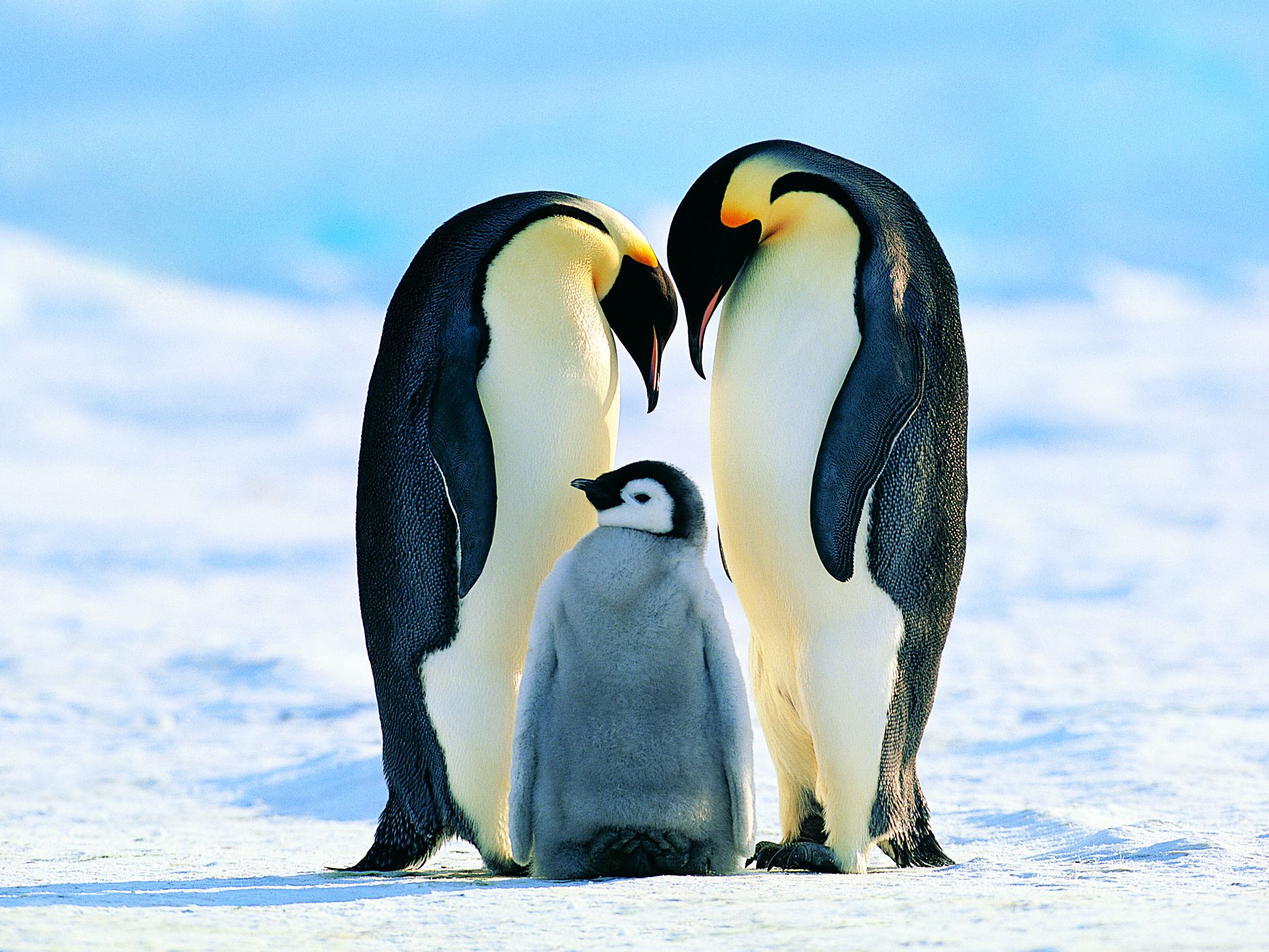 Emperor penguins face extinction