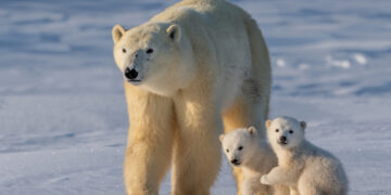 Polar bears are in danger as Arctic ice melts