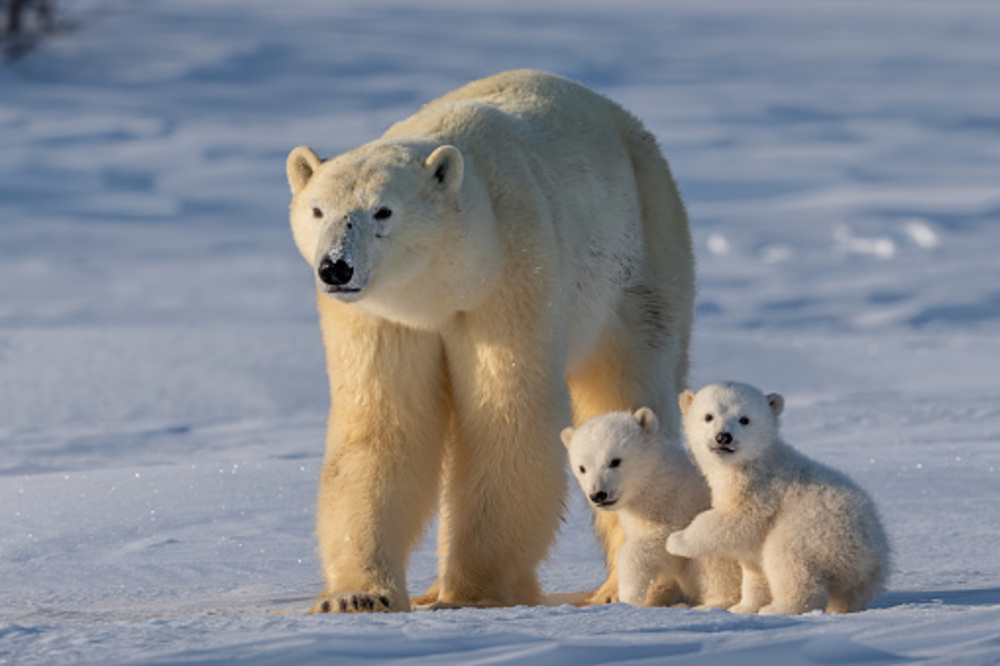 Polar bears are in danger as Arctic ice melts