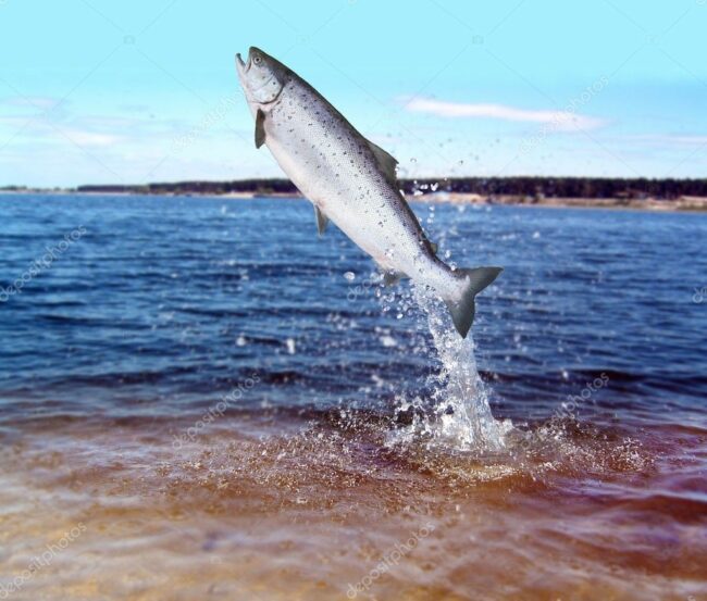 Water flow obstructions can have a significant impact on fish migration, particularly for species like salmon