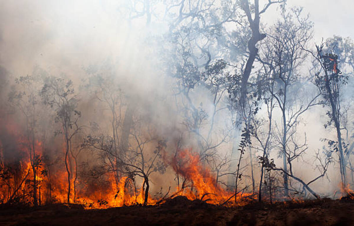 climate change caused wildfires