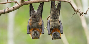 Bats don't like wind turbines