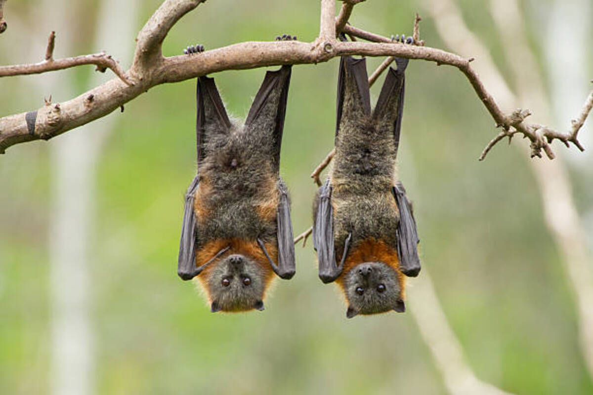 Bats don't like wind turbines