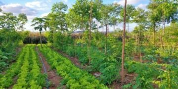 agroforestry
