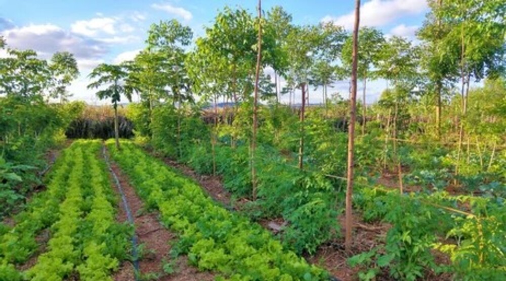 agroforestry