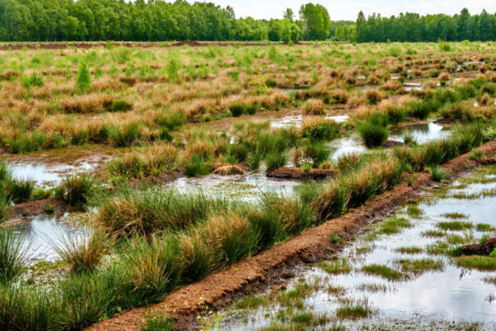 carbon sink