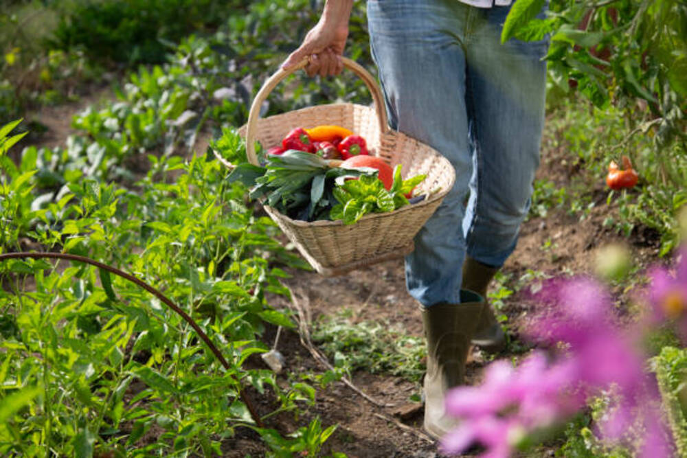 permaculture