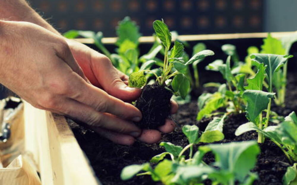 urban farming